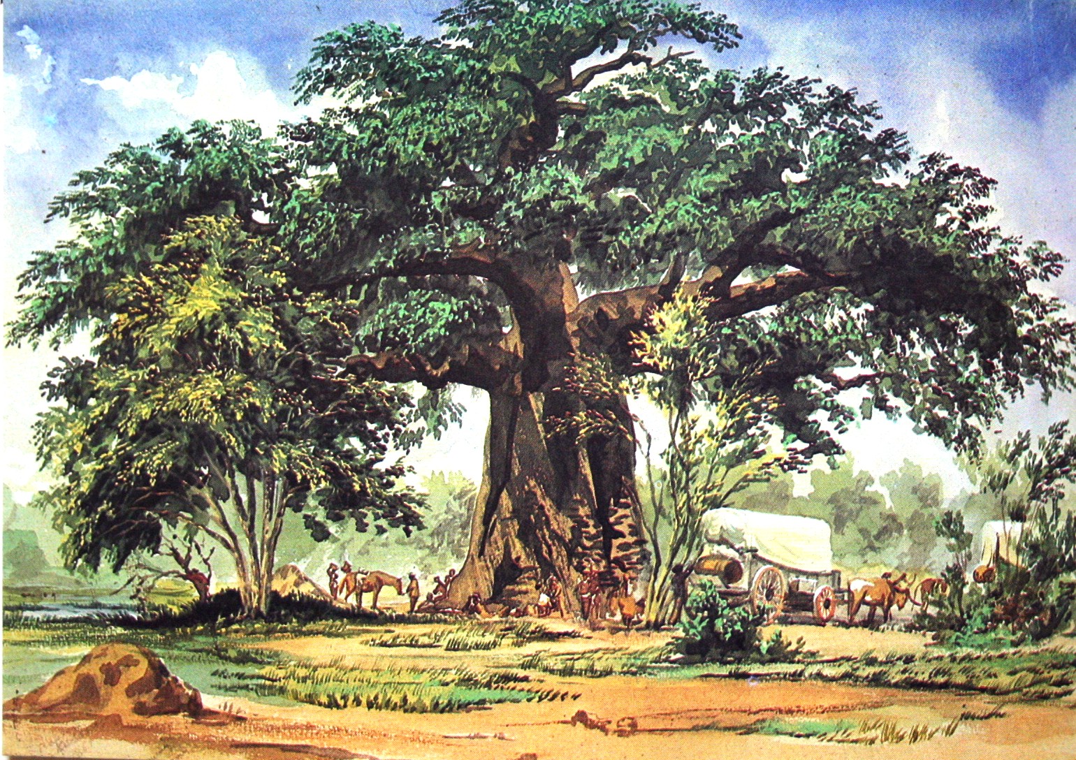 Baobab Tree